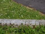 image of grave number 796901